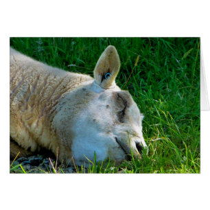 SHEEP Card