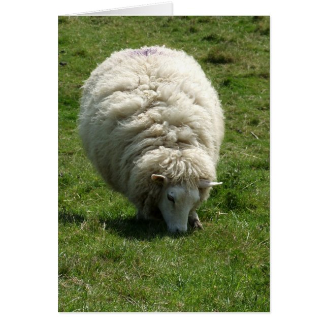 Sheep Card (Front)