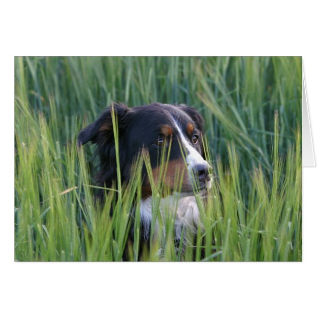Sheep Dog in Grass (Front Horizontal)