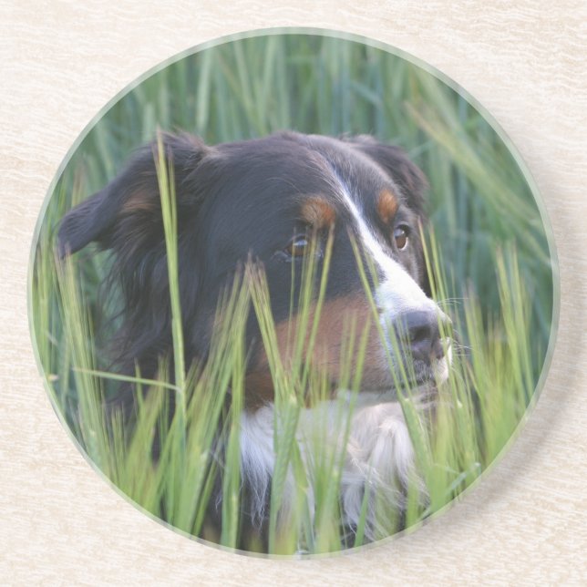 Sheep Dog in Grass Coaster (Front)