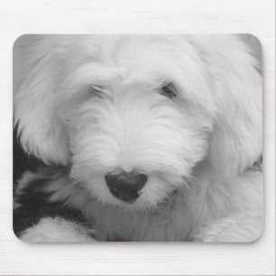 Sheep Dog Photo Mouse Pad