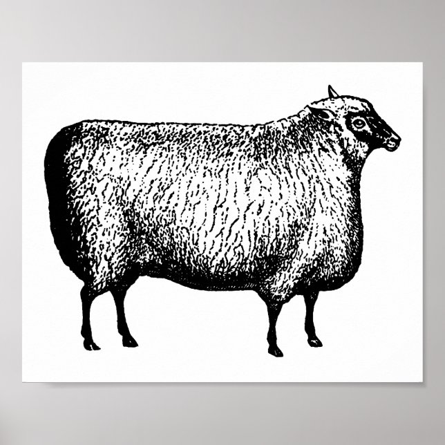 Sheep engraving Print (Front)