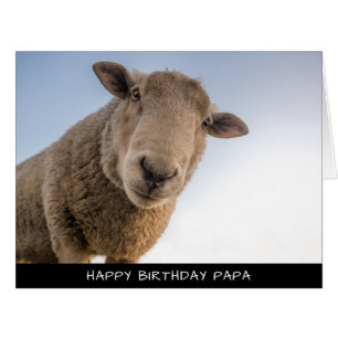 Sheep Extra Large Birthday Card