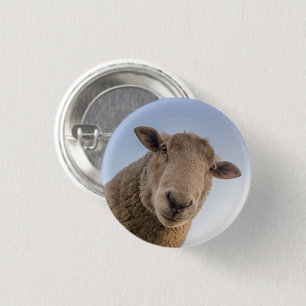 Sheep Face Close-up Looking Down 1 Inch Round Button