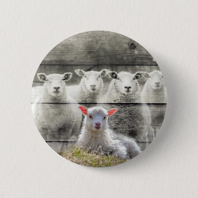 Sheep Flock Baby Lamb 2 Inch Round Button (Front)