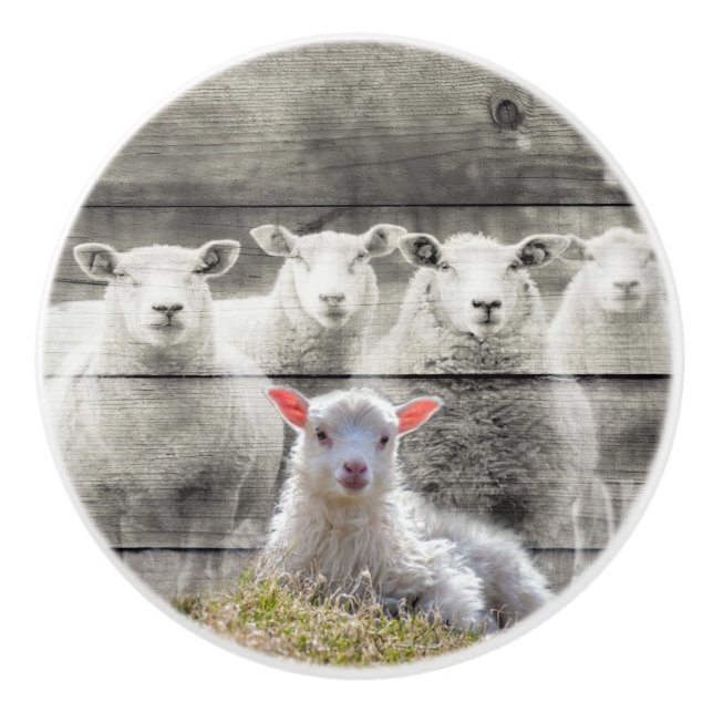 Sheep Flock Baby Lamb Ceramic Knob (Front)