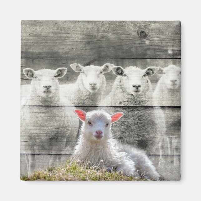 Sheep Flock Baby Lamb Magnet (Front)