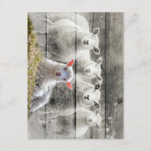 Sheep Flock Baby Lamb Postcard