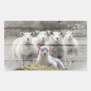 Sheep Flock Baby Lamb Sticker