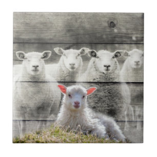 Sheep Flock Baby Lamb Tile