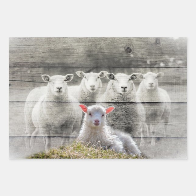 Sheep Flock Baby Lamb Wrapping Paper Sheet (Front)