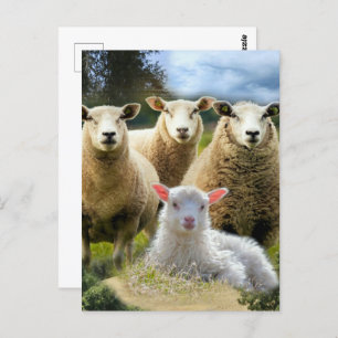 Sheep Flock Sheep Herd Baby Lamb Postcard
