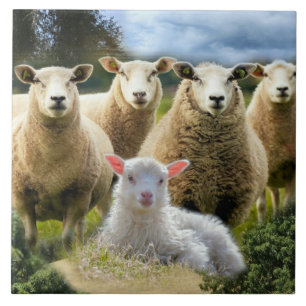 Sheep Flock Sheep Herd Baby Lamb Tile