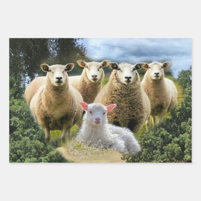 Sheep Flock Sheep Herd Baby Lamb Wrapping Paper Sheet (Front)