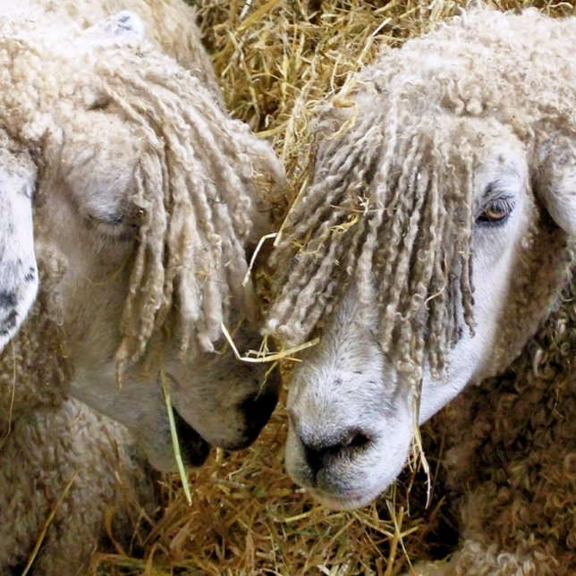 SHEEP   GOLF BALLS (Creator Uploaded)