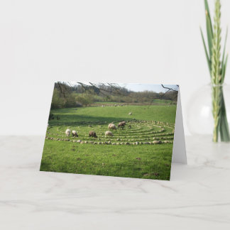 Sheep Grazing a Labyrinth - Calmness Card