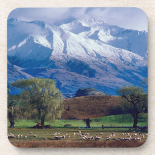 Sheep grazing below the snow-capped Harris Coaster