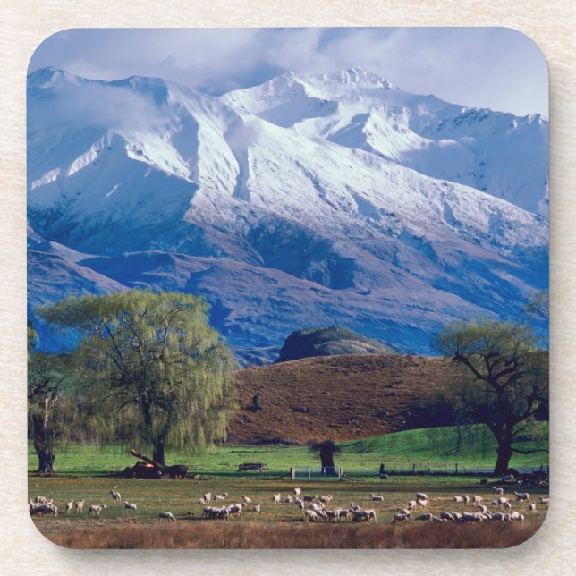 Sheep grazing below the snow-capped Harris Coaster (Front)