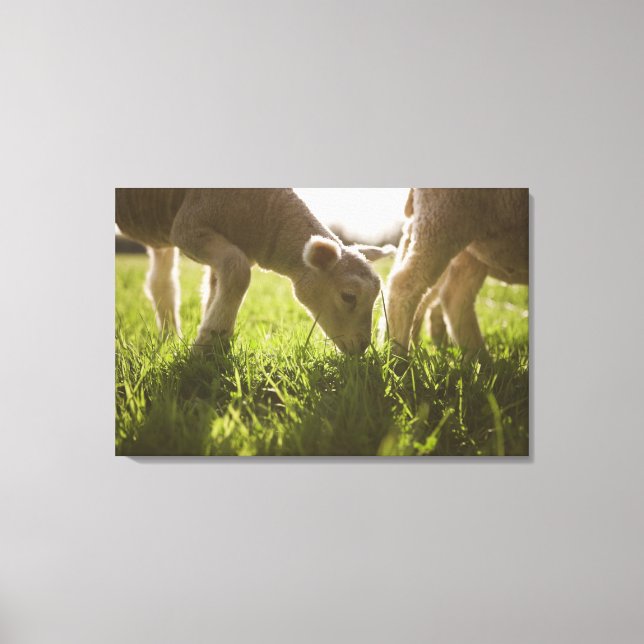 Sheep Grazing in Grass Canvas Print (Front)