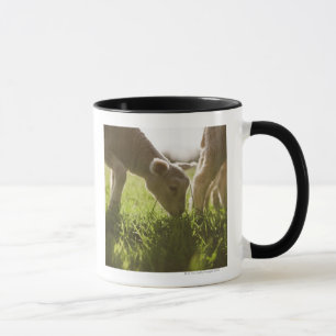 Sheep Grazing in Grass Mug