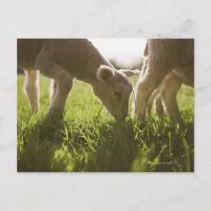 Sheep Grazing in Grass Postcard