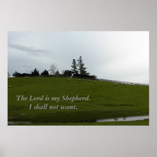 Sheep Grazing in Green Pasture Near Pond Poster