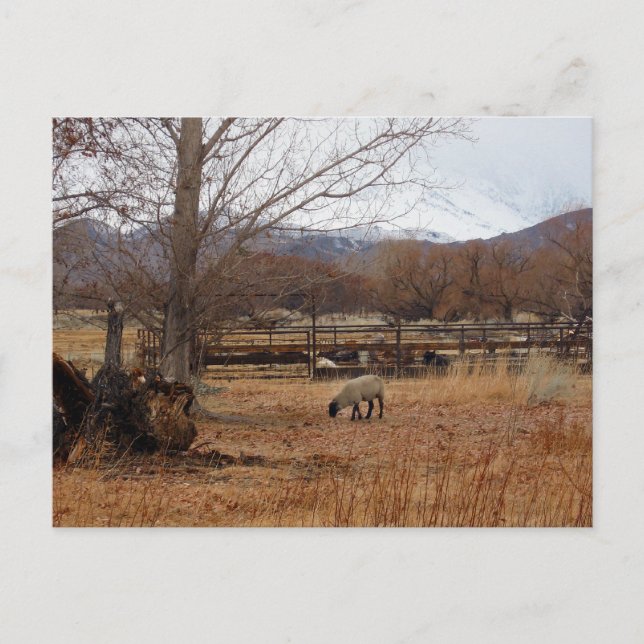Sheep Grazing on Farm Postcard (Front)