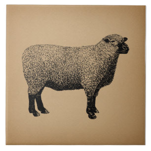 Sheep Illustration Vintage Art Tile