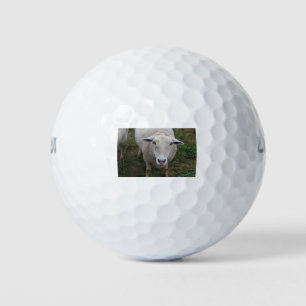 Sheep in a field golf balls