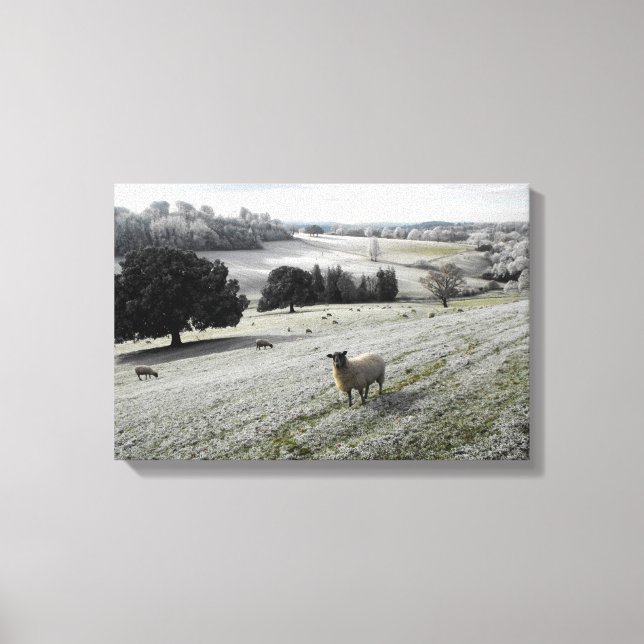 Sheep in a frosty valley canvas print (Front)