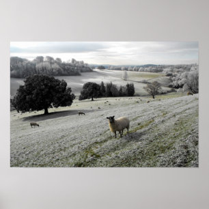 Sheep in a frosty valley poster