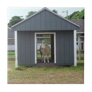 Sheep In BarnHouse Tile