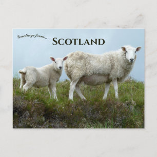 Sheep in Isle of Skye Scotland Postcard