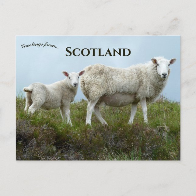 Sheep in  Isle of Skye Scotland  Postcard (Front)