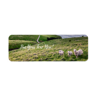 Sheep in New Zealand | Christchurch Landscape | NZ