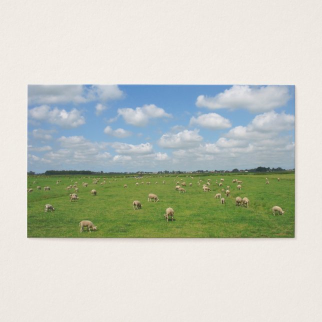 Sheep in Pasture Small Photo Card (Front)