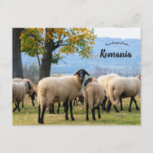Sheep in Rural Romania Postcard