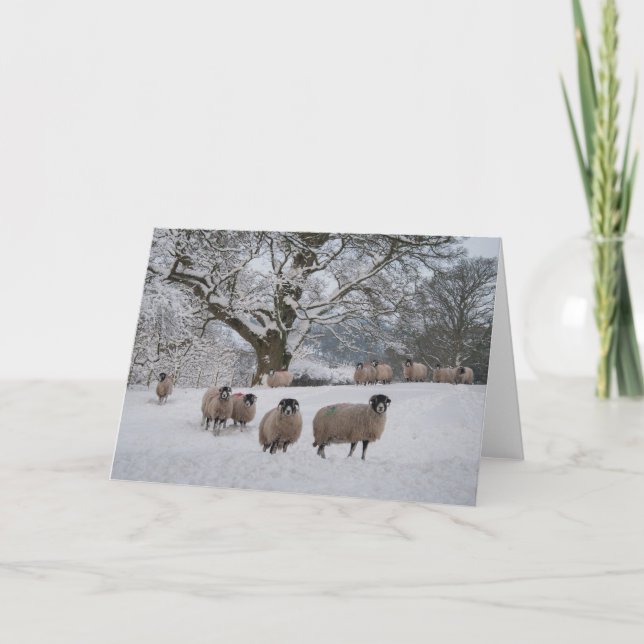 Sheep in Snow Holiday Card (Front)