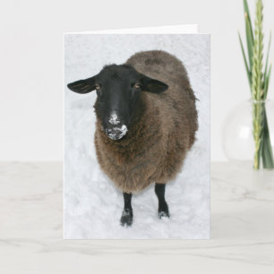 Sheep in snow holiday card