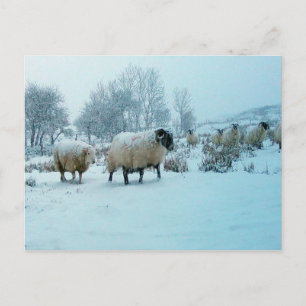 Sheep in Snow Winter Scene Acrylic Jigsaw Puzzle Postcard