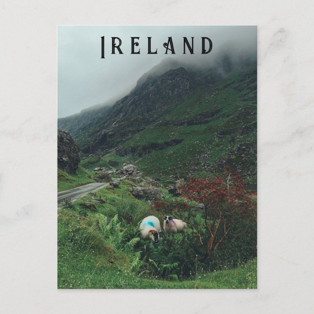 Sheep in the fog postcard (Front)