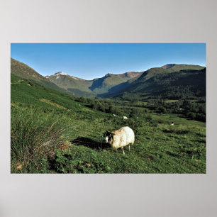 Sheep in the Highlands Poster