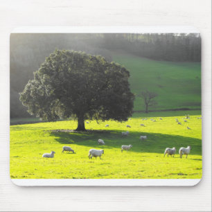 Sheep in the morning sun mouse pad