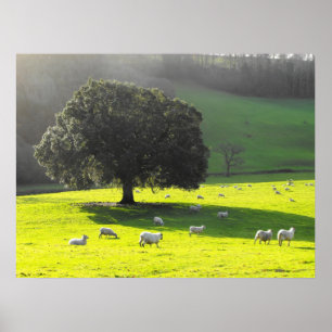 Sheep in the morning sun poster