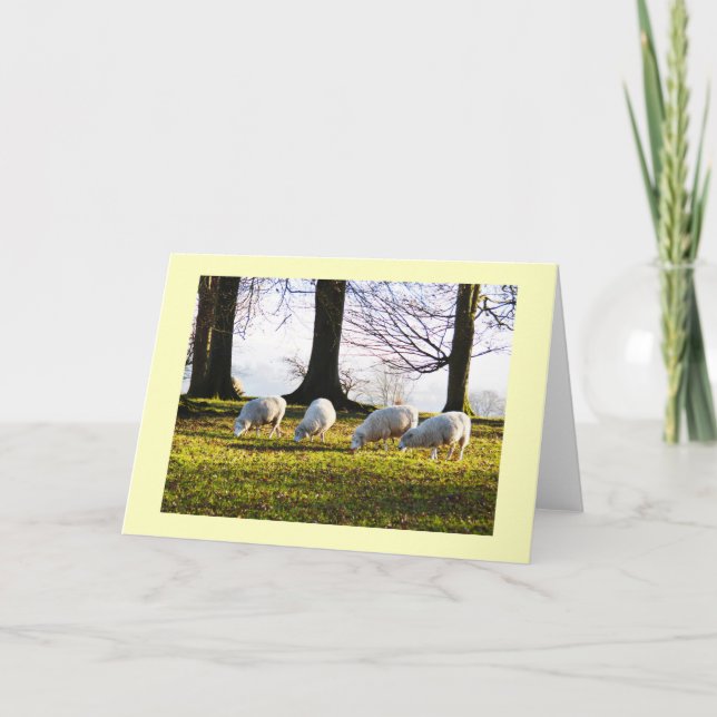 Sheep in the winter sun holiday card (Front)