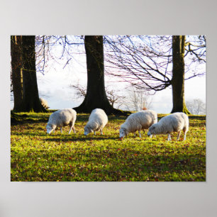 Sheep in the winter sun poster