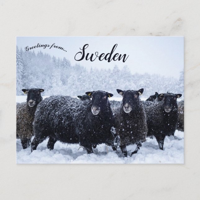 Sheep in Tyresta National Park Sweden Postcard (Front)