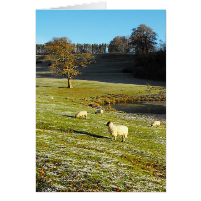 Sheep in winter card (Front)