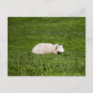 Sheep in Yorkshire Dales Postcard