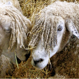 SHEEP JIGSAW PUZZLE